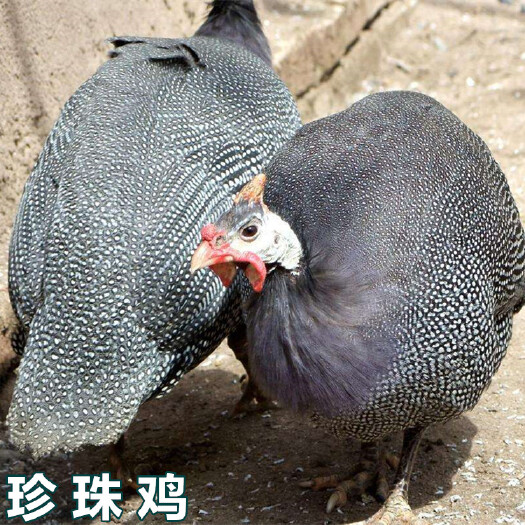 南宁【热】珍珠鸡苗  优质珍珠鸡  脱温苗出壳苗 包注射疫苗
