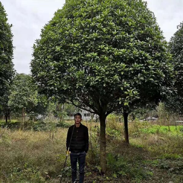  桂花树