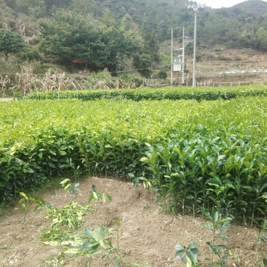 葡萄柚苗 福建