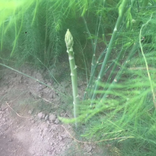 南通 芦笋批发