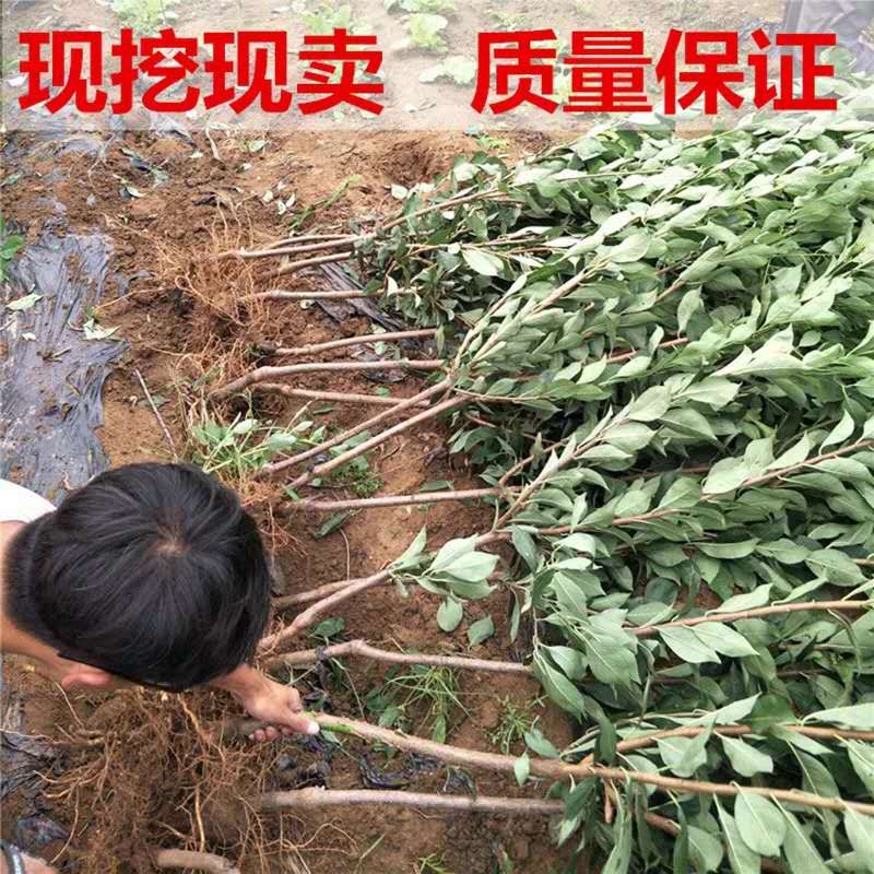 恐龙蛋李子苗 嫁接李子苗 恐龙蛋 西梅皇后 南北种植 盆栽地栽 当年结果