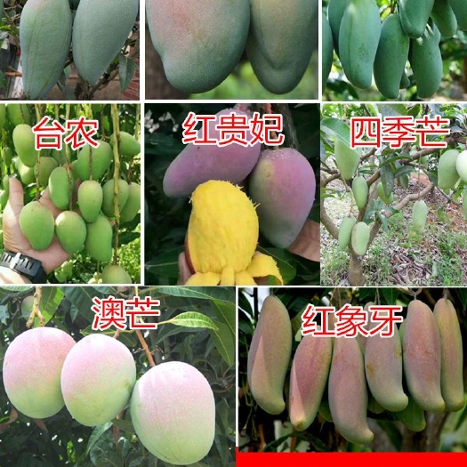 灵山县台农一号芒果苗 认准台农芒果正品嫁接苗，