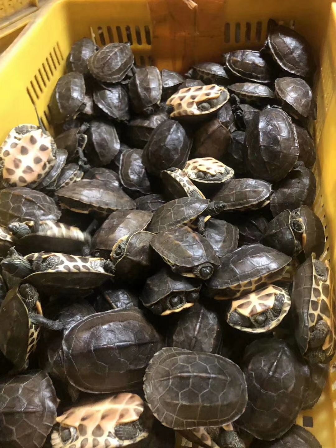 中华草龟 平均一两六左右的纯冷水花杂草禄仔，