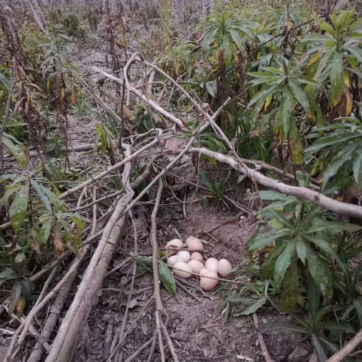 海安市初生蛋 食用 箱装