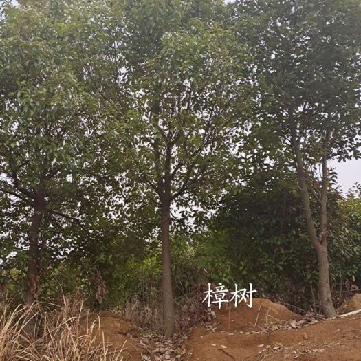 孝昌县 樟树，红叶石楠，桂花！