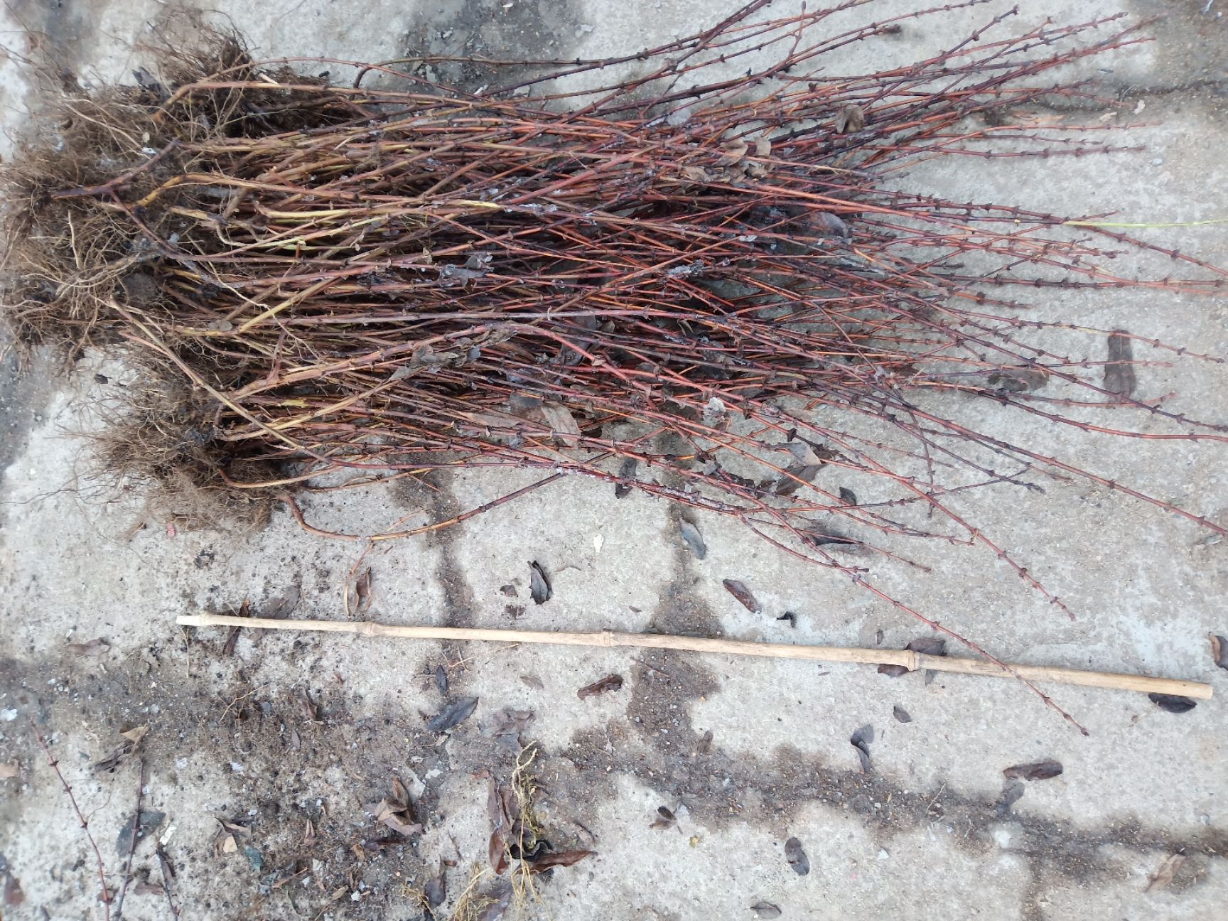 蓝靛果苗  蓝靛果树苗，新品种大果，蓝靛大果苗