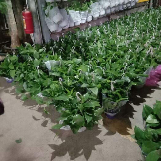 广州 绿萝