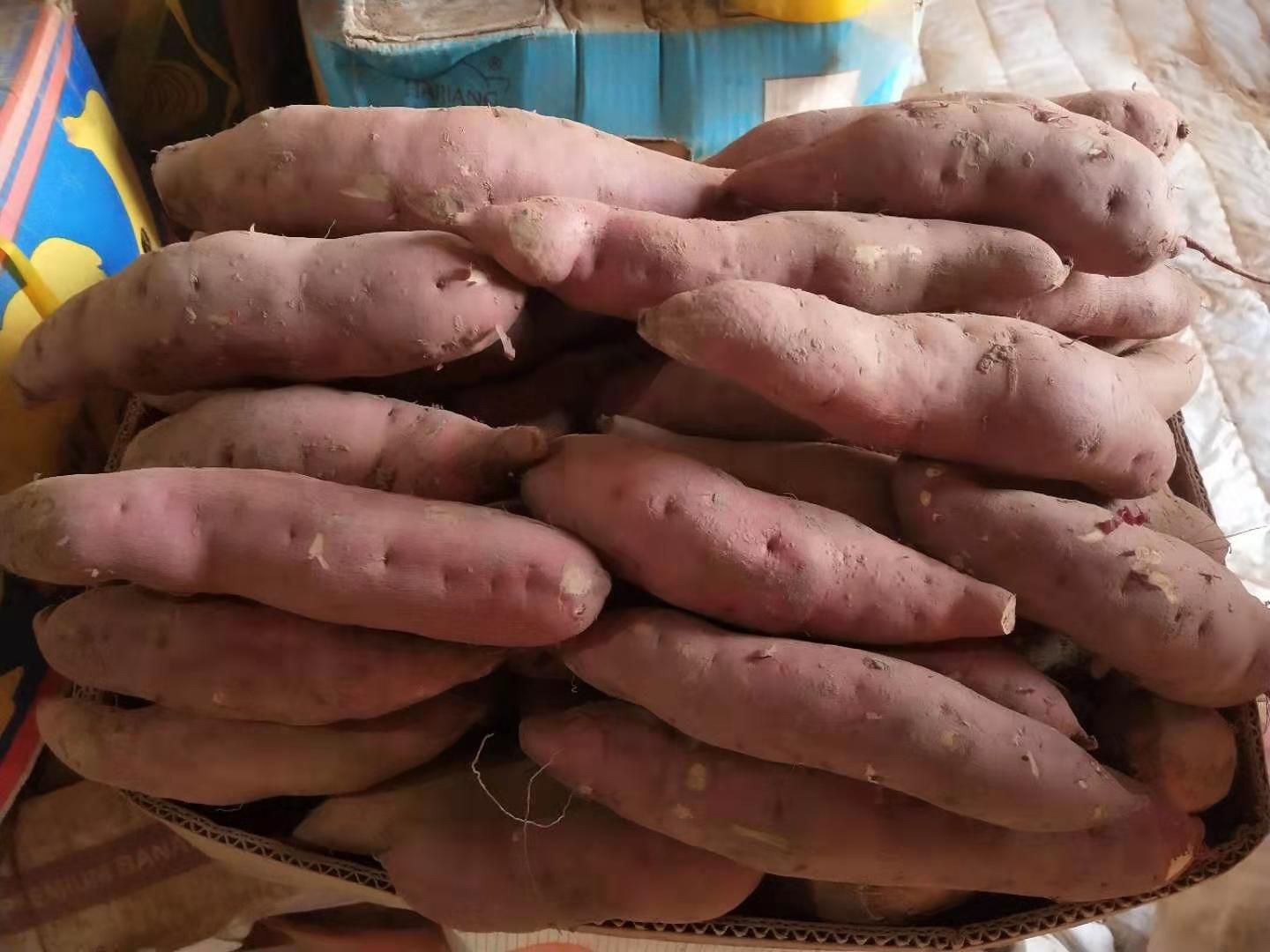 白心红薯 百万斤早丰超甜地瓜