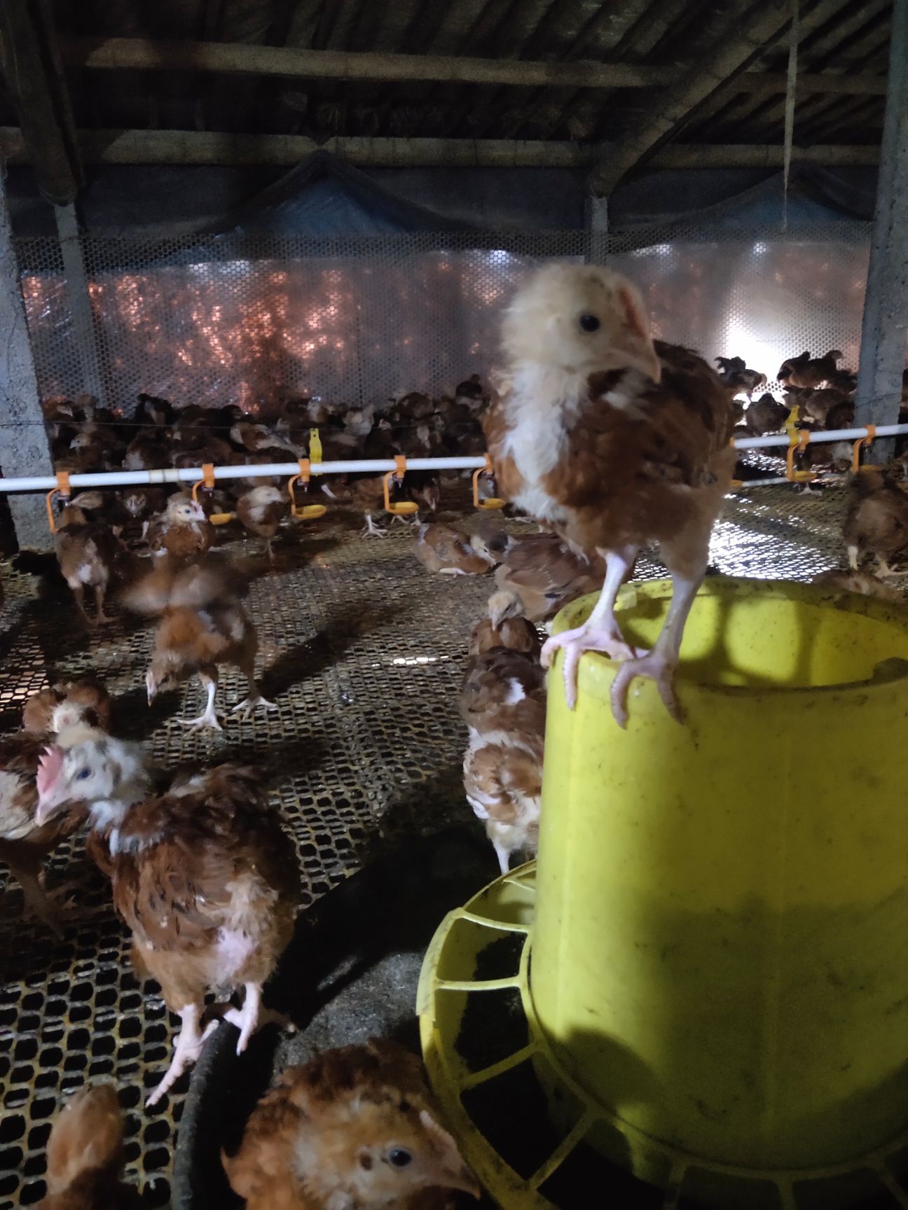 土鸡苗  脱温红玉鸡苗