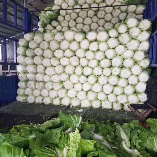 滕州市黄心大白菜大量供应市场  超市  酸菜厂  泡菜厂
