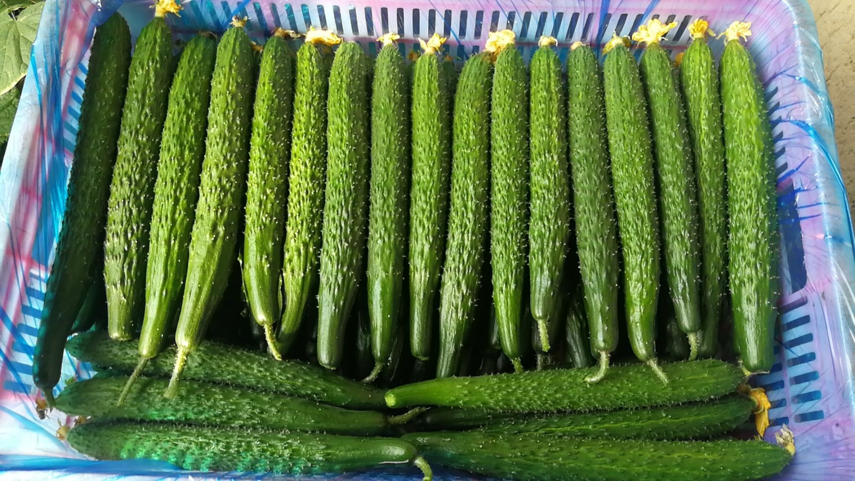 刺黄瓜  油亮条密刺小瓜