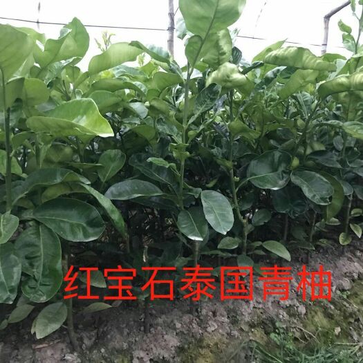 泰国红宝石柚苗  泰国红宝石青柚 福建