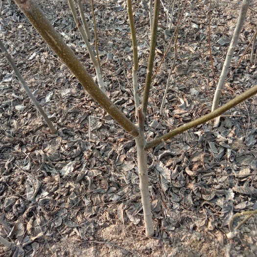 济南香玲核桃苗