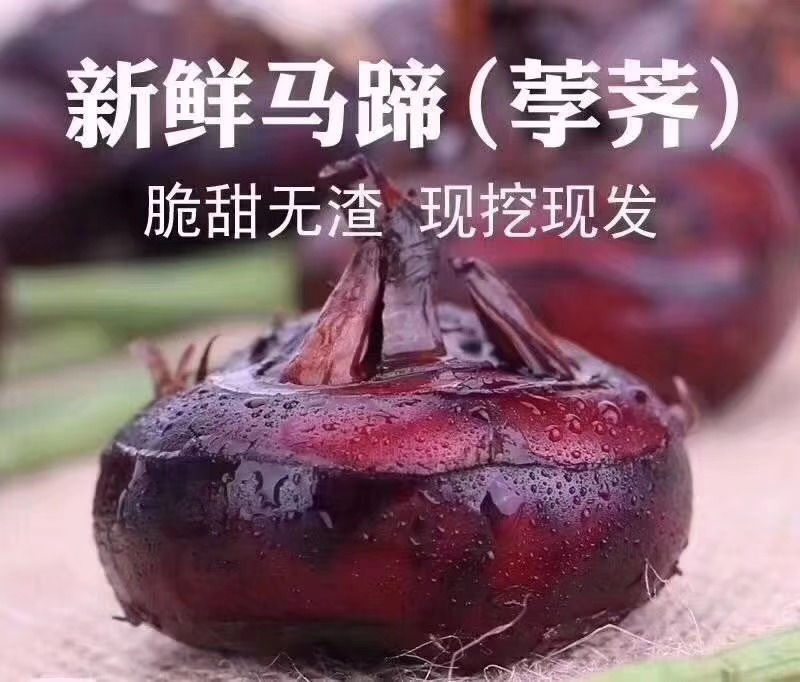 乐昌马蹄 中号