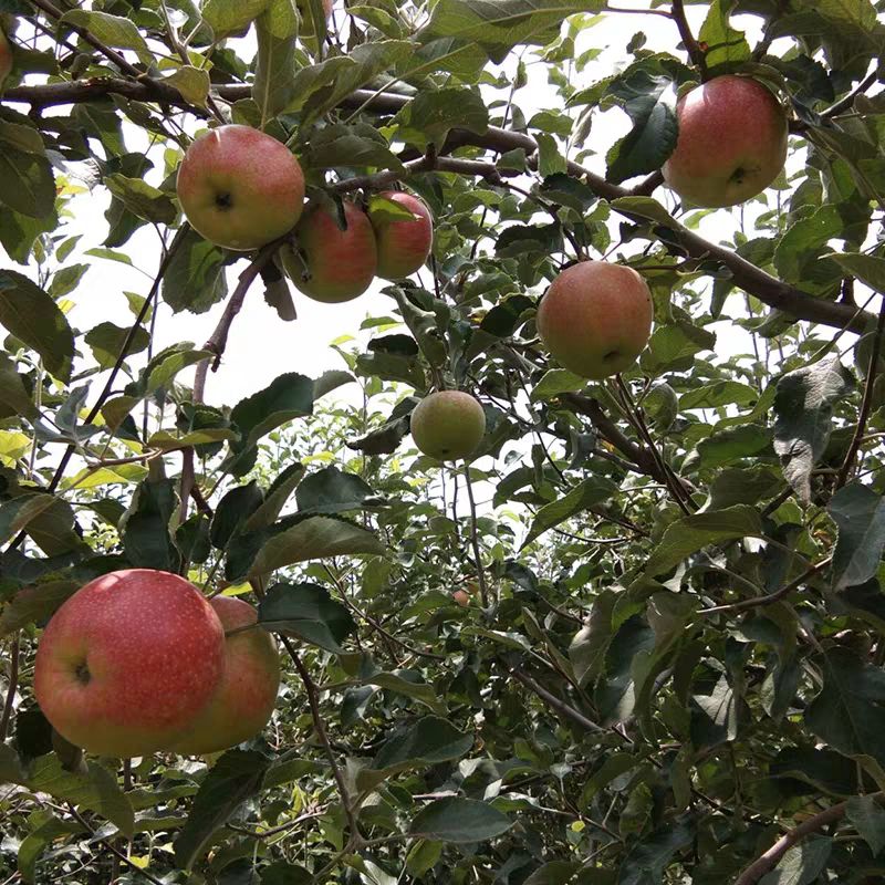 123苹果树苗  东北特产123果树苗123沙果123小苹果树苗含糖量百分十八