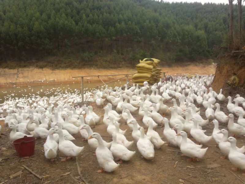 樱桃谷鸭苗  纯种大白鸭苗45天出栏8  9斤