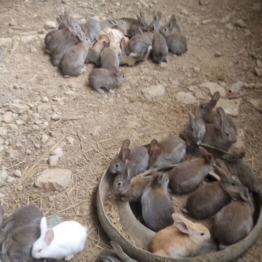 奉新县肉兔 生态兔业养殖