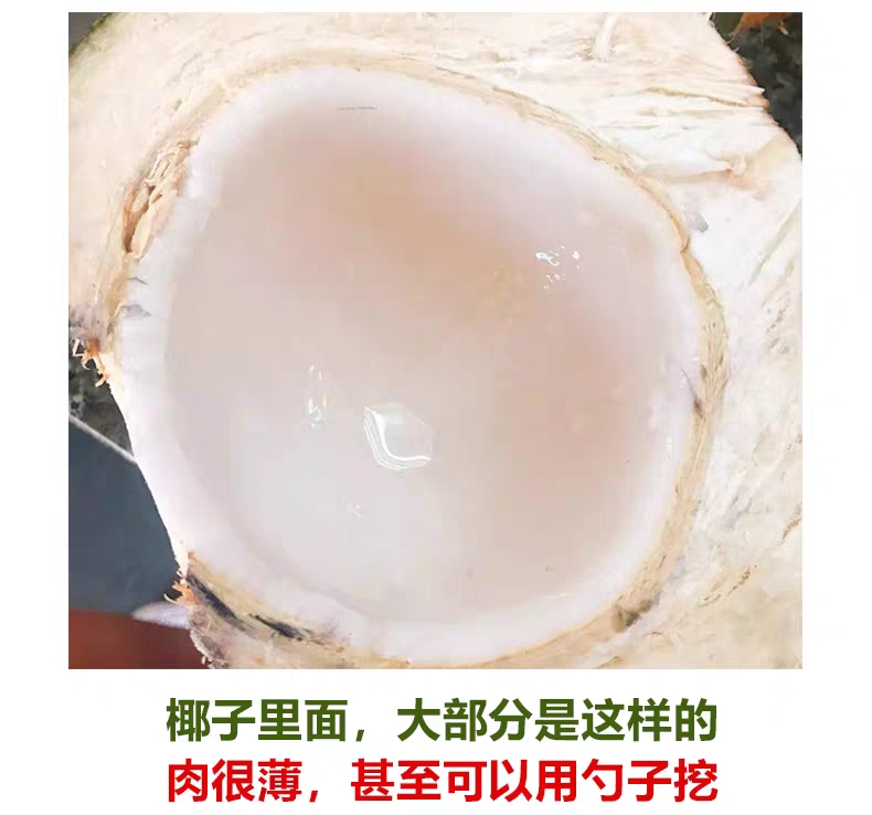 海南新鲜精品海边的椰青 水果现摘带皮青椰子汁非泰国