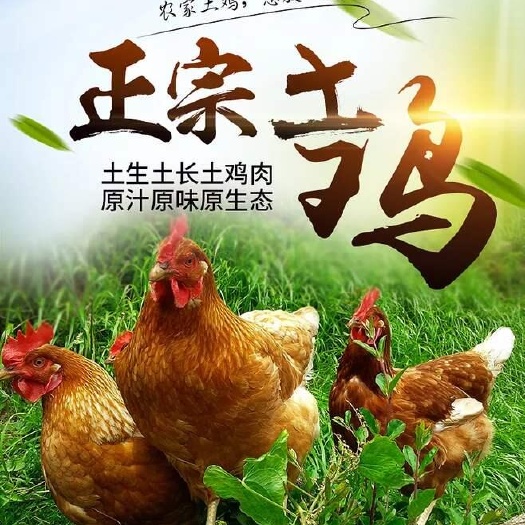江门农家240天放养散养老土鸡优质大阉鸡土鸡包邮顺丰直送