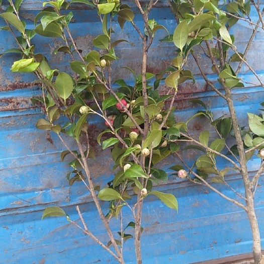 庐江县 茶花