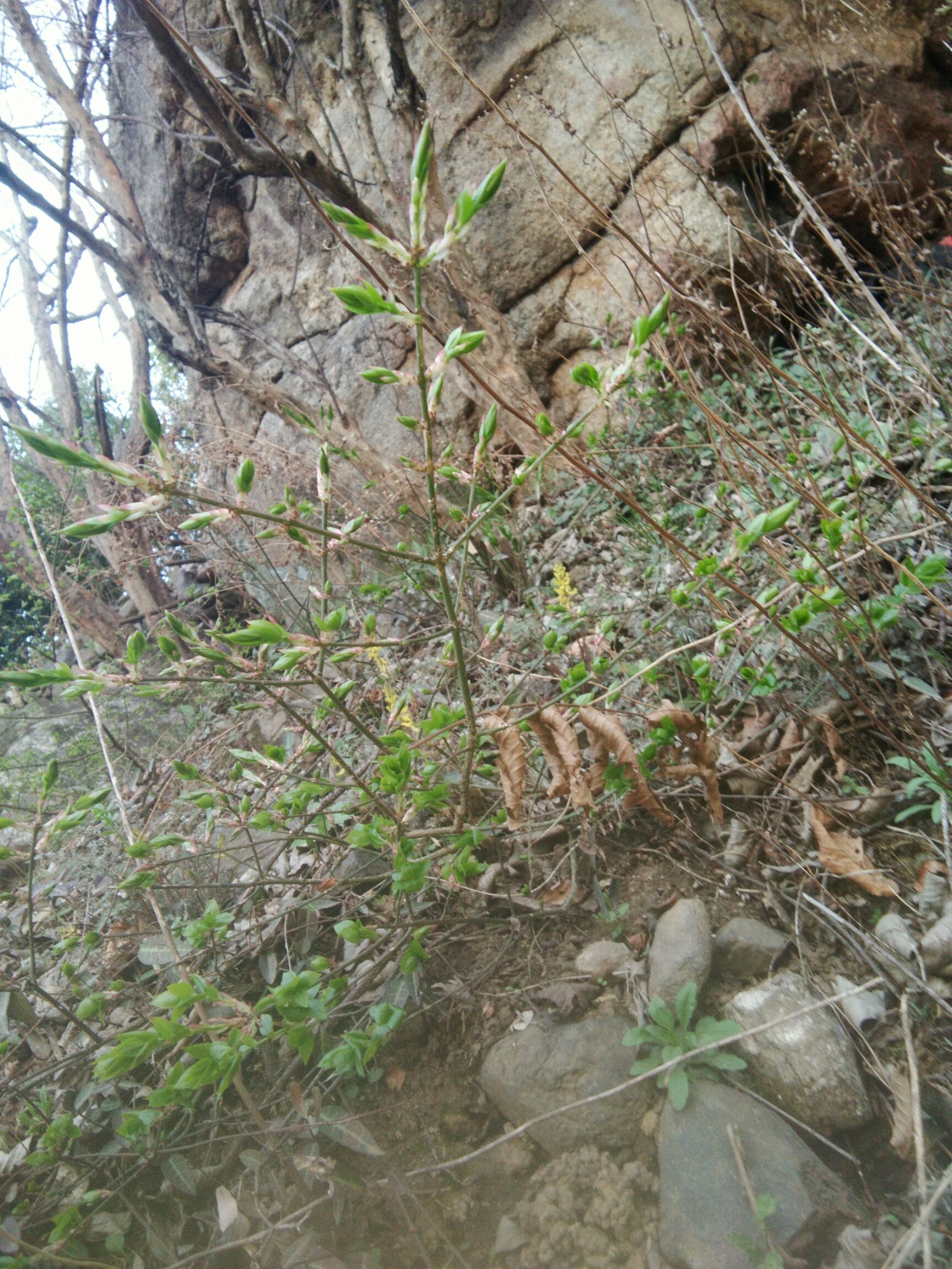 通草 不知名的花草，望知道的大神告知，也欢迎采购