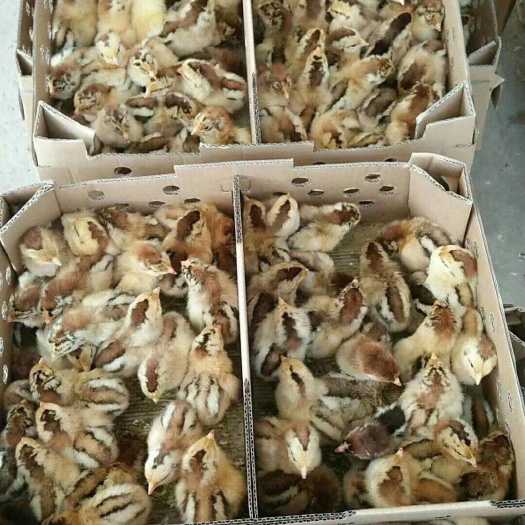南宁肉鸡苗 统货