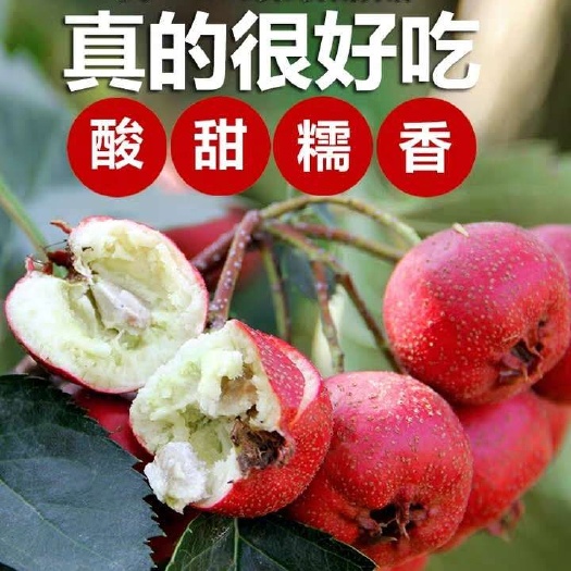 平邑县 大五棱山楂苗 大金星山楂苗 基地直销 现挖现卖