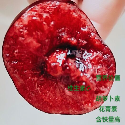 大连 大连美早大樱桃，没有中间商。
