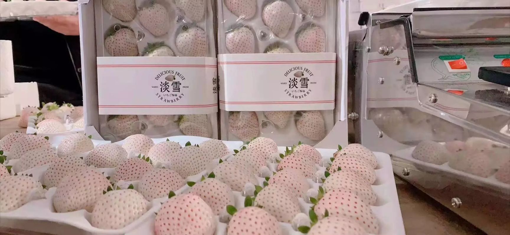  淡雪草莓2斤顺丰空运 白草莓白雪公主草莓