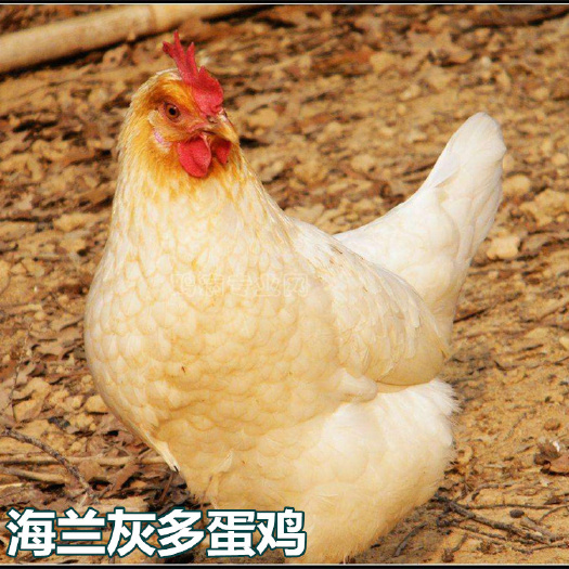 南宁海兰灰多蛋鸡苗  优质多蛋鸡 出壳包打疫苗 包运输损耗