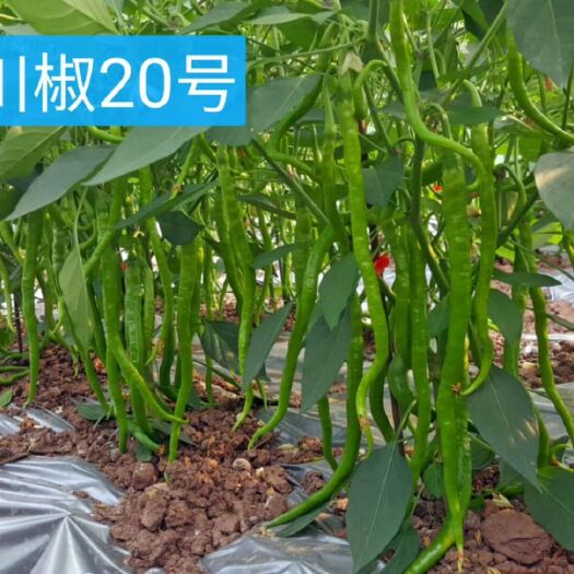 富顺县线椒种子 高品质线椒：川椒20号