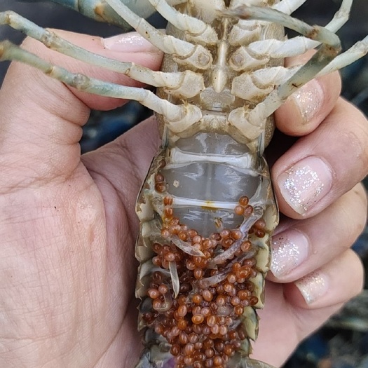 琼海市 出售海南澳洲淡水龙虾种虾抱卵虾