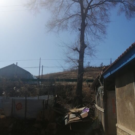 梅河口市 出售老榆树皮，新鲜的