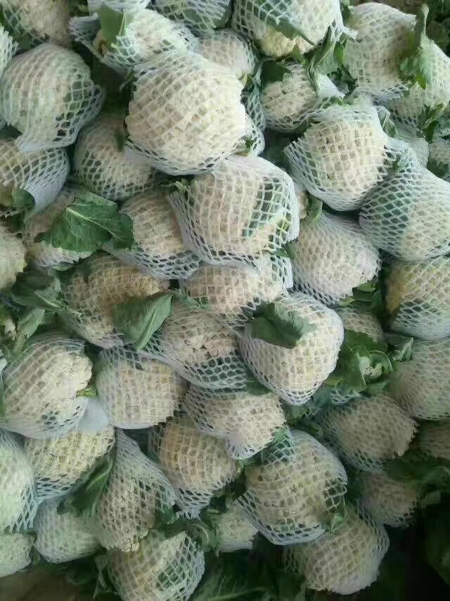 花菜 产地直销，量大从优，保证质量，