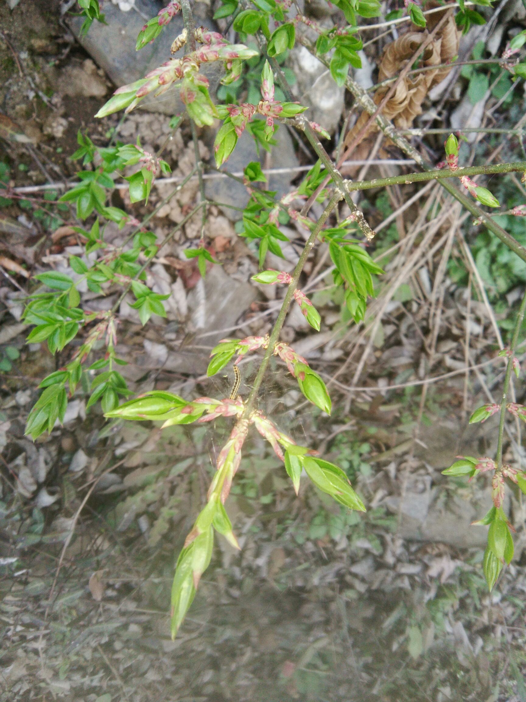 通草 不知名的花草，望知道的大神告知，也欢迎采购