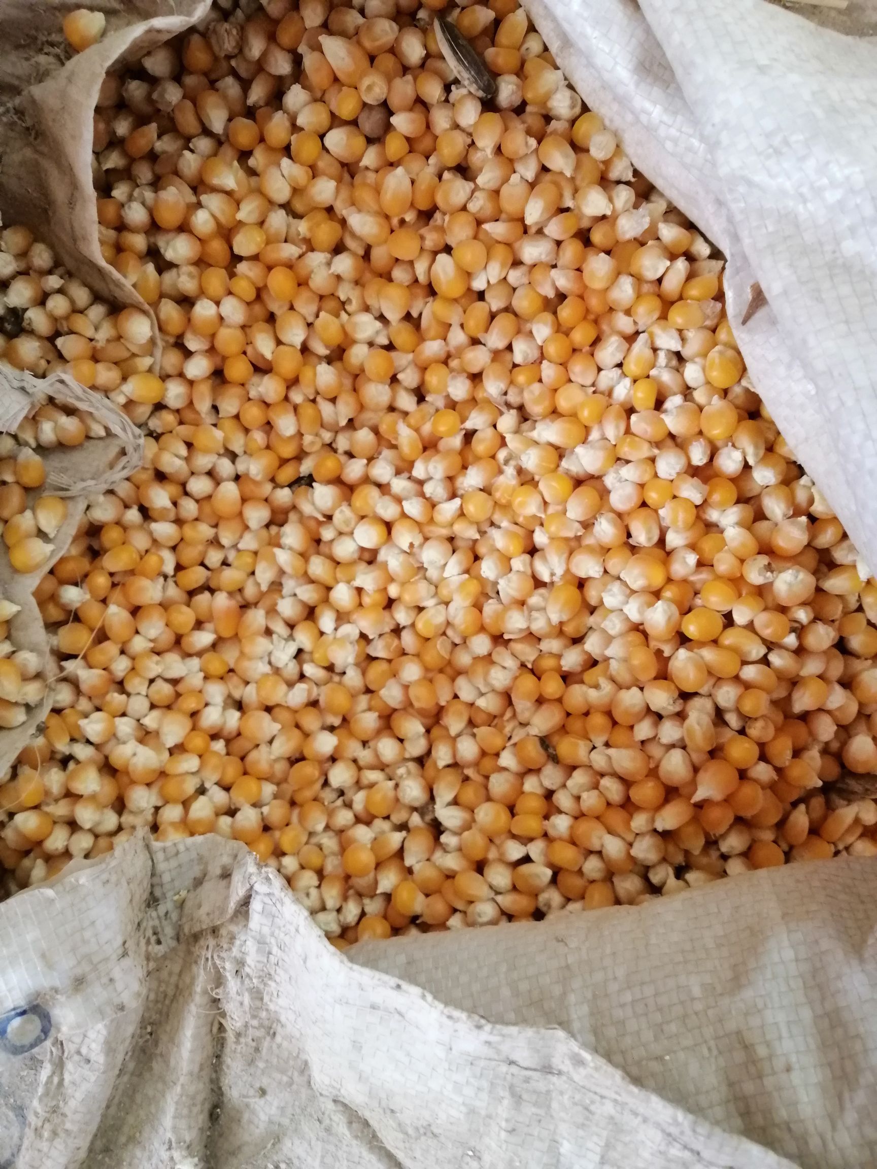 玉米干粮 爆花玉米