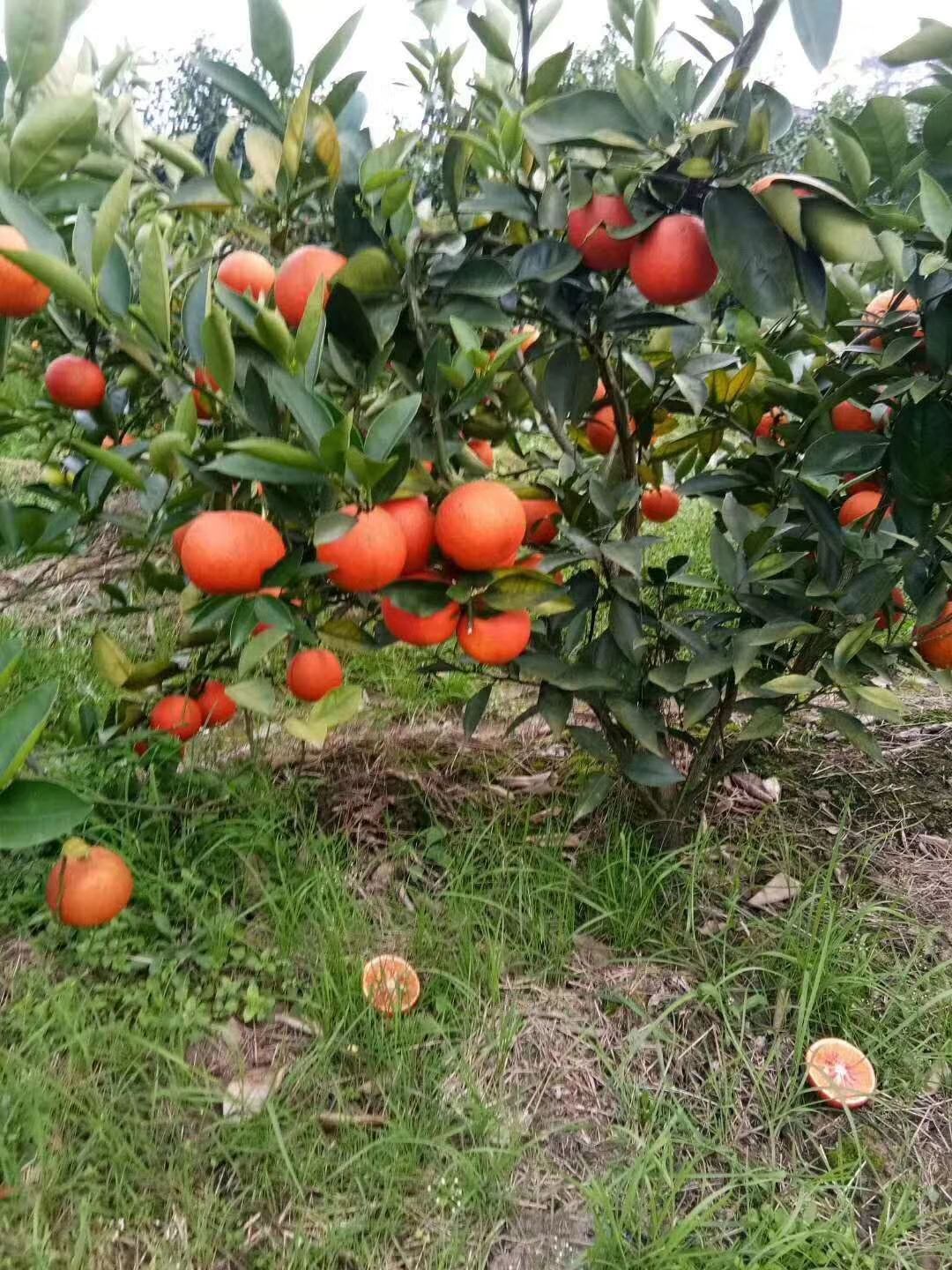 卡拉卡拉红肉脐橙苗 卡拉红血橙