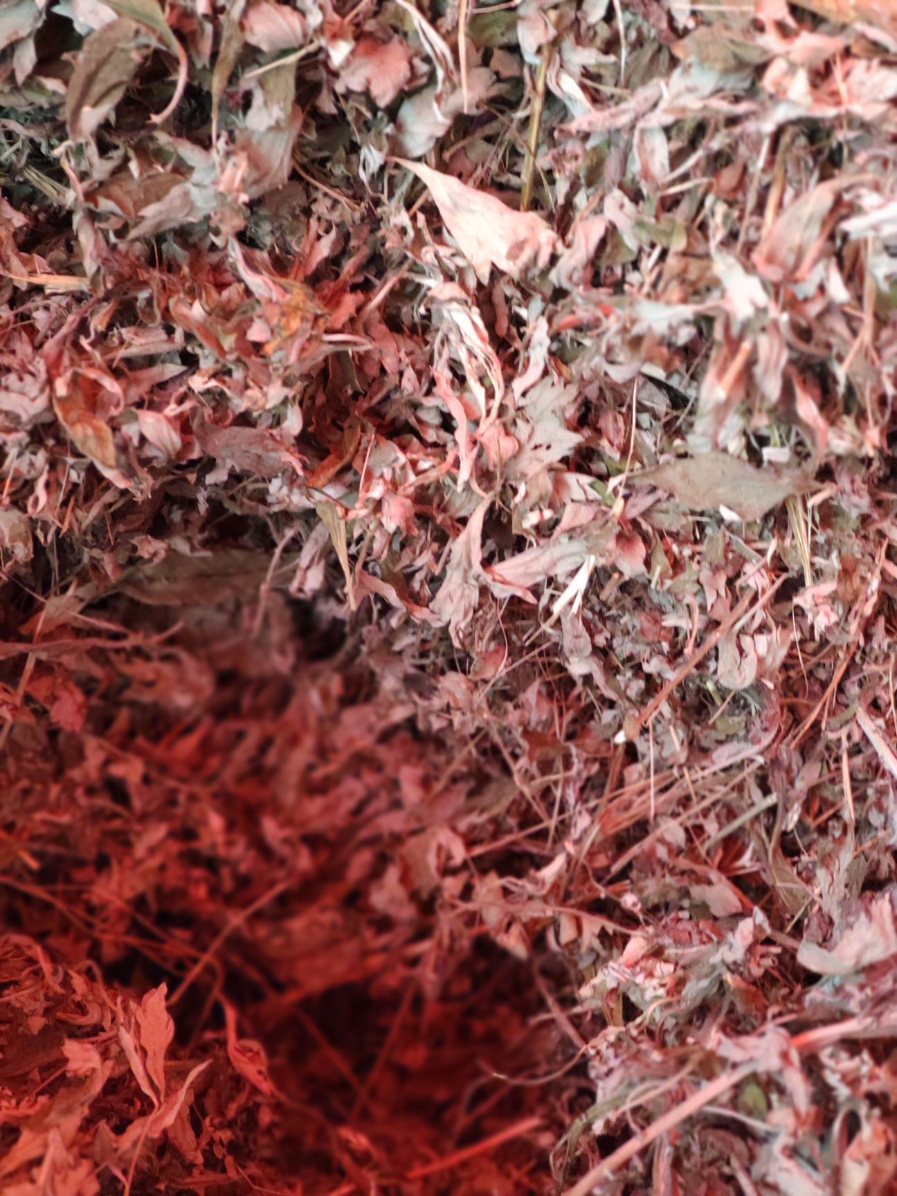 河南种植艾叶  人工撸叶