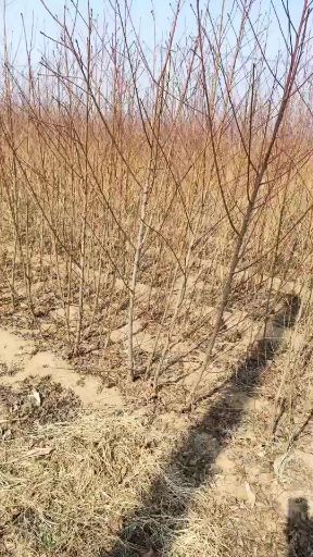 泰安毛桃苗  一年生，两年生，三年生实生桃树苗，自家地里的货
