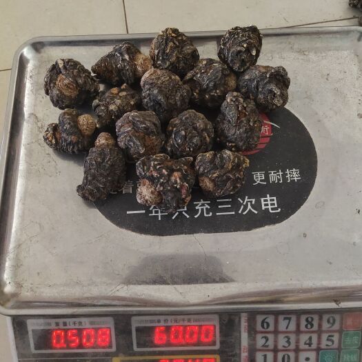 昆明黑玛咖 36－38头的大黑玛卡