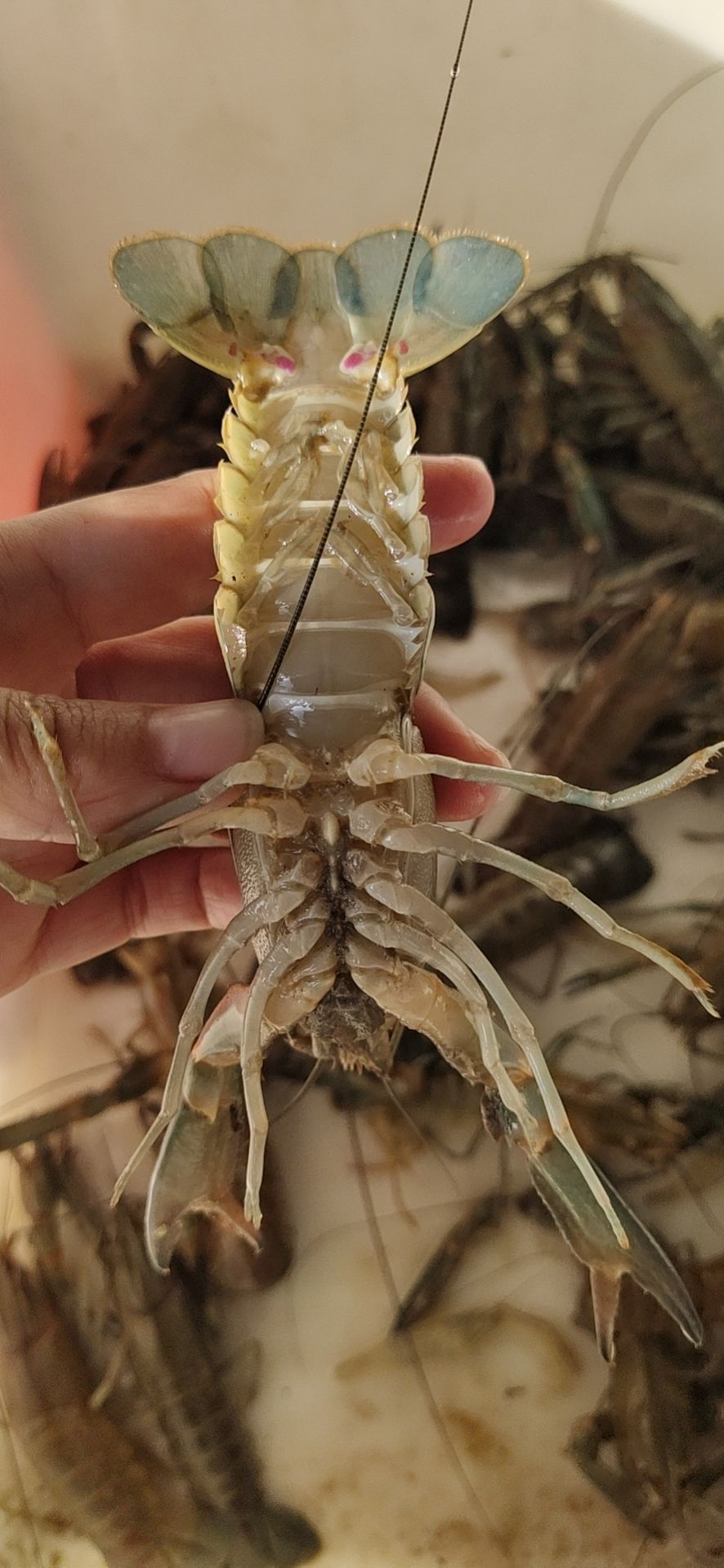 红螯螯虾  海南澳州淡水龙虾种虾(公母配对)