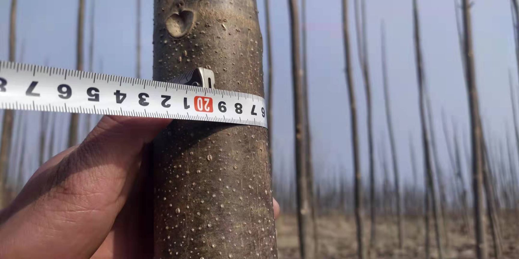 泡桐木 一年生泡桐苗，苗高3－5米