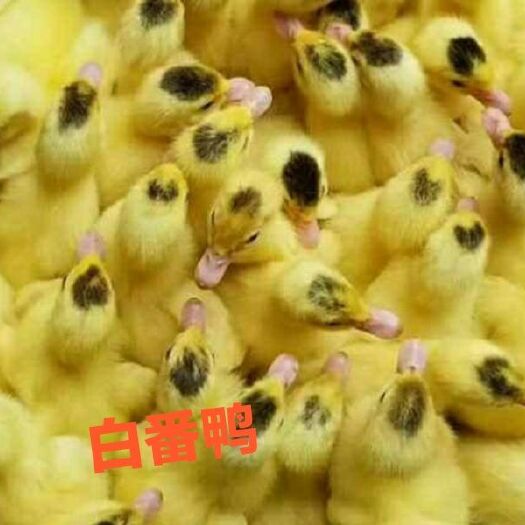 南宁大种白番鸭苗 白番