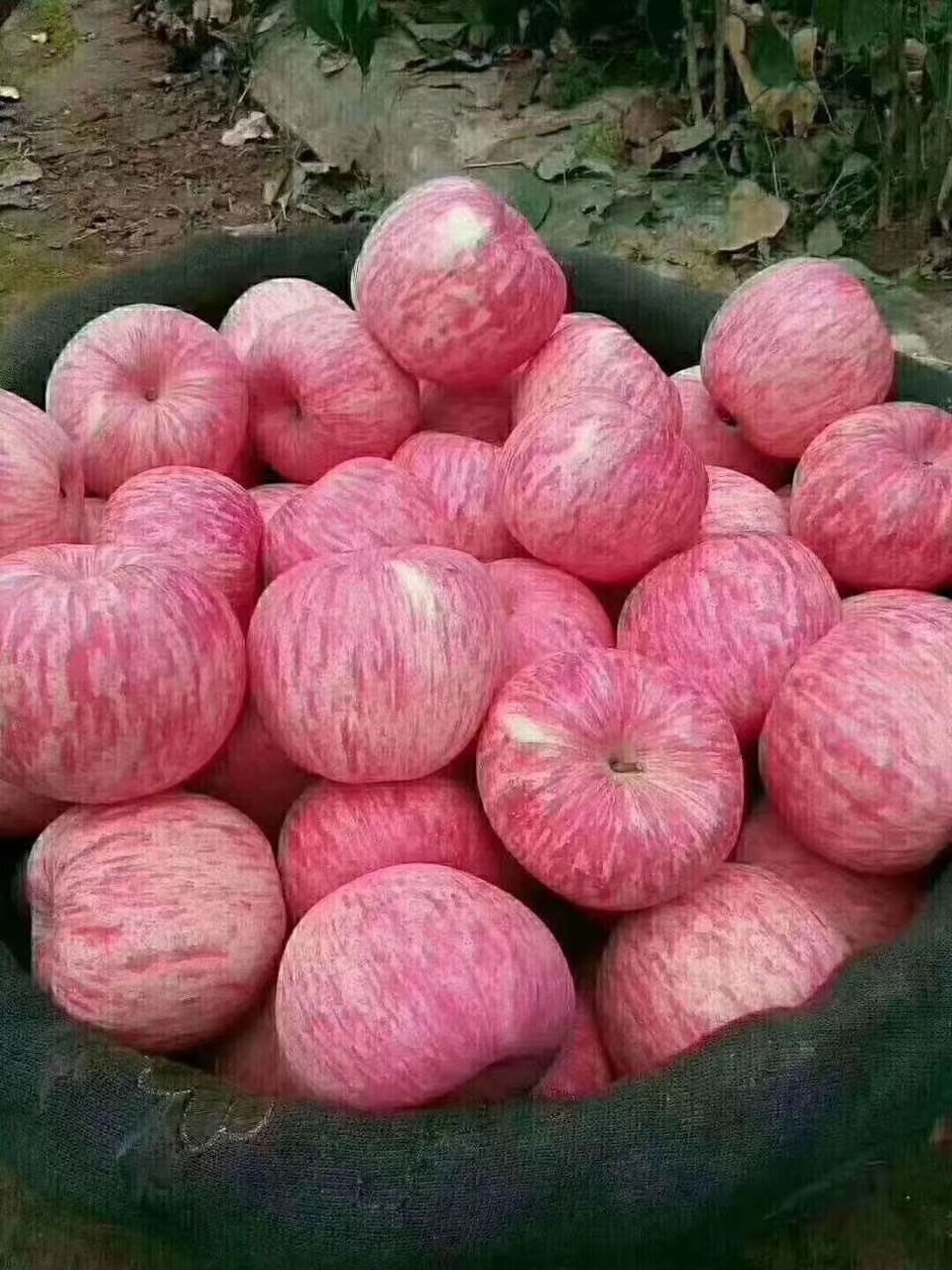 红富士苹果山地货 脆甜的