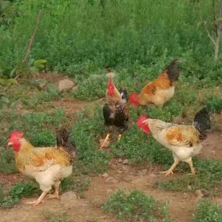 红芦花鸡苗  优质品种 出壳包打疫苗 包运输损耗