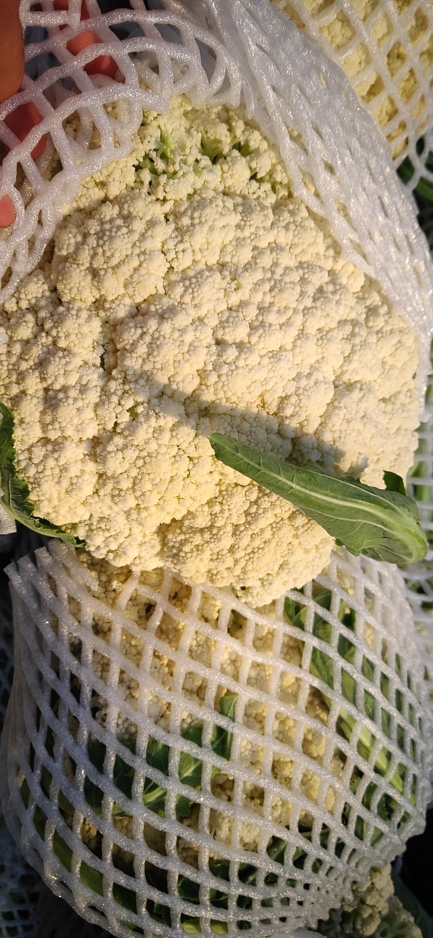白花菜  精品有机花菜