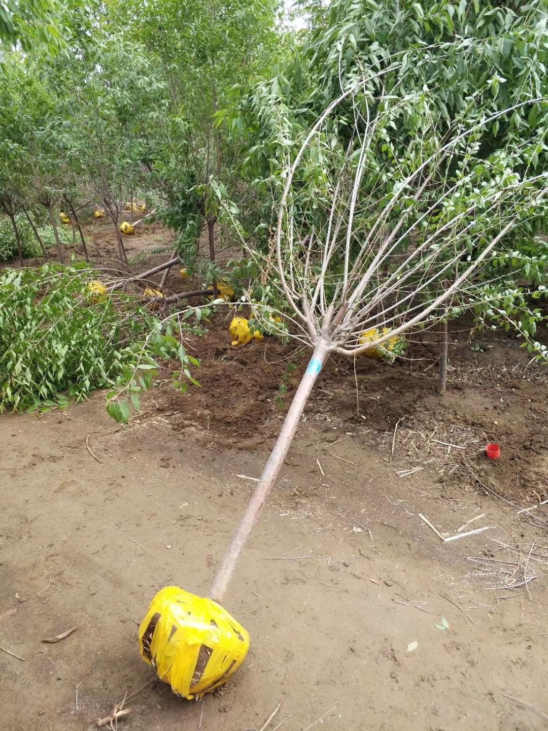  现苗 京桃树 看桃树 绿化景观树 东北行道树 实地看苗