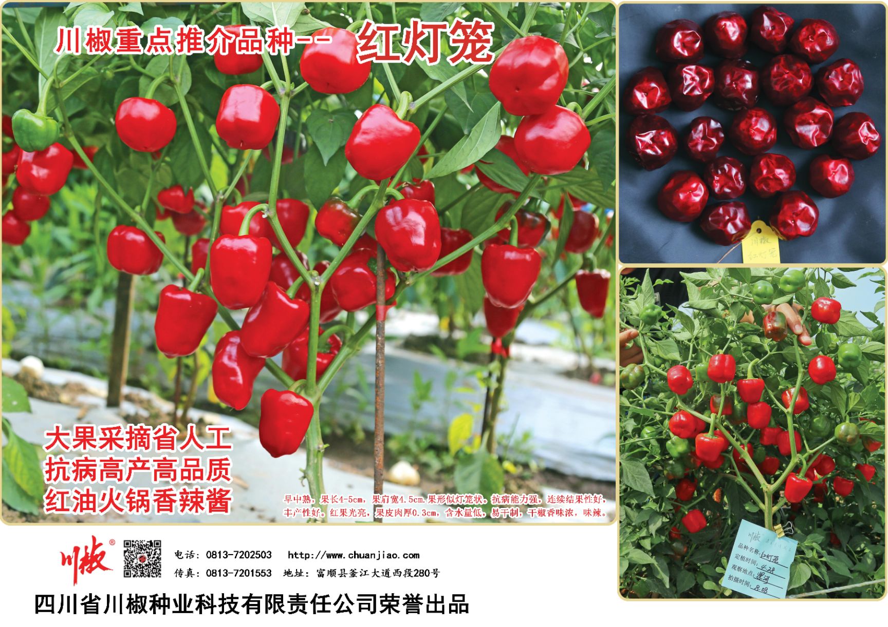 灯笼椒种子 精品干椒：川椒红灯笼
