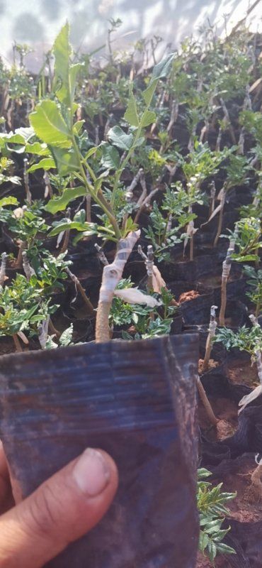 纯无刺花椒苗～品种纯度高