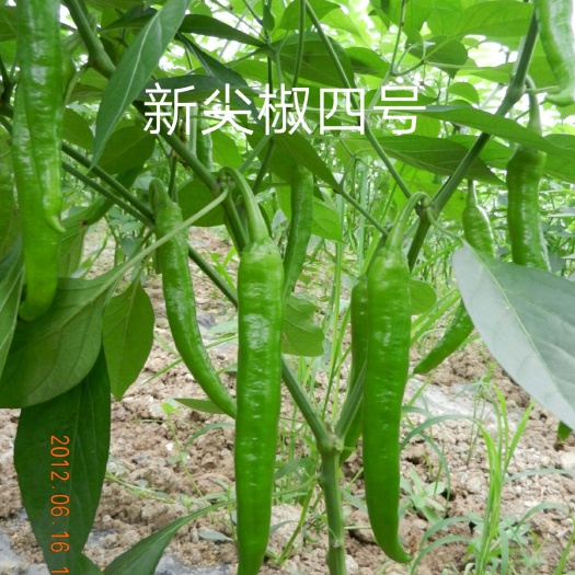 富顺县羊角椒种子 浅绿色羊角椒：新尖椒四号